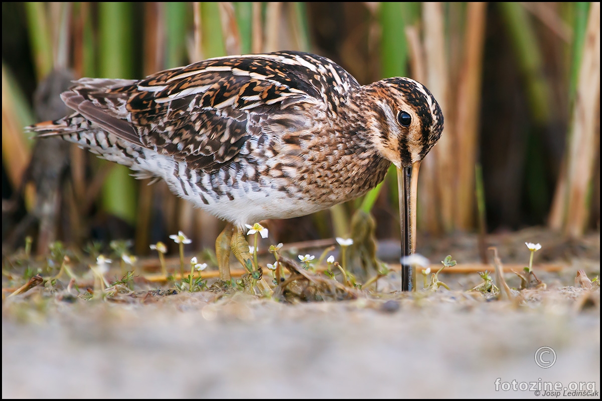 Šljuka kokošica (Gallinago gallinago)