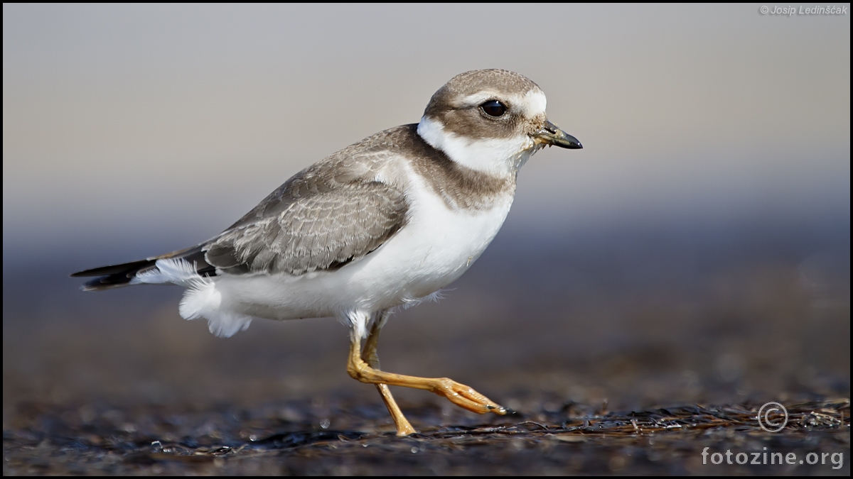 Kulik blatarić (Charadrius hiaticula)