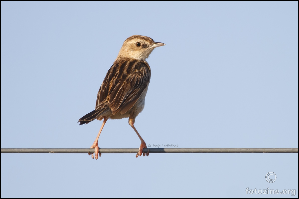 Šivalica (Cisticola juncidis)