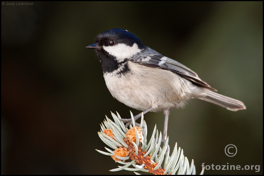 Jelova sjenica (Parus ater)