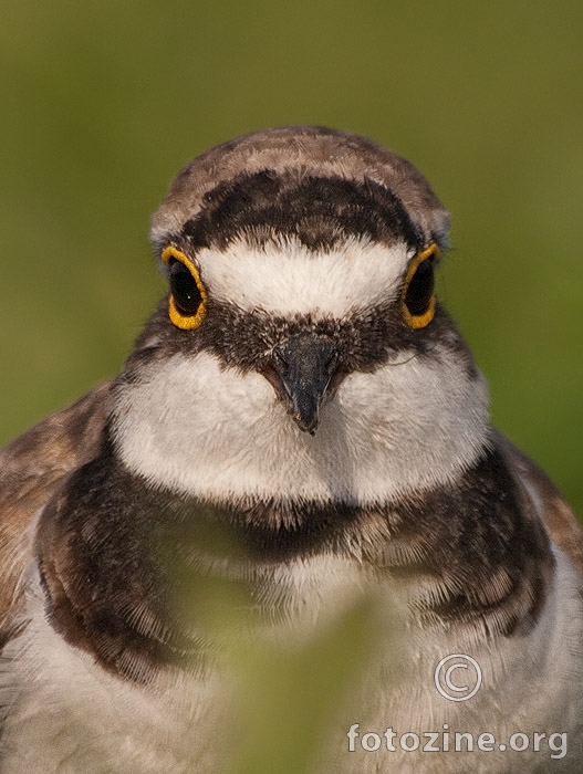 Kulik slijepčić (Charadrius dubius)