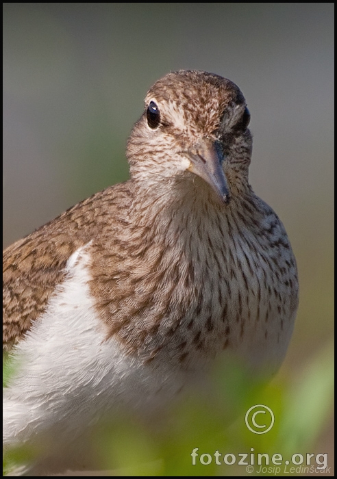 Mala prutka (Actitis hypoleucos)