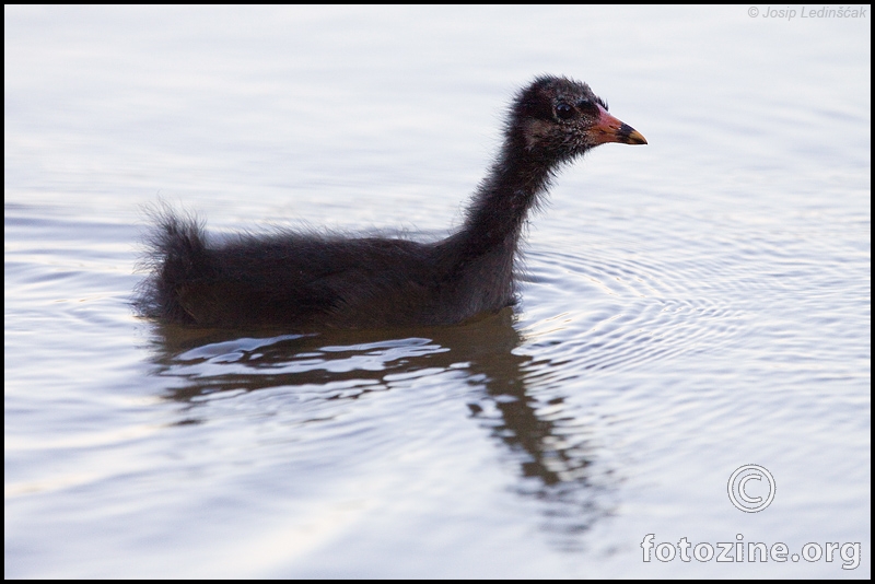 beba Mlakuša (Gallinula chloropus)