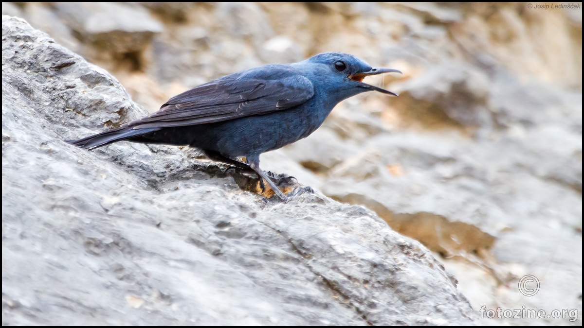 Modrokos (Monticola solitarius) ♂