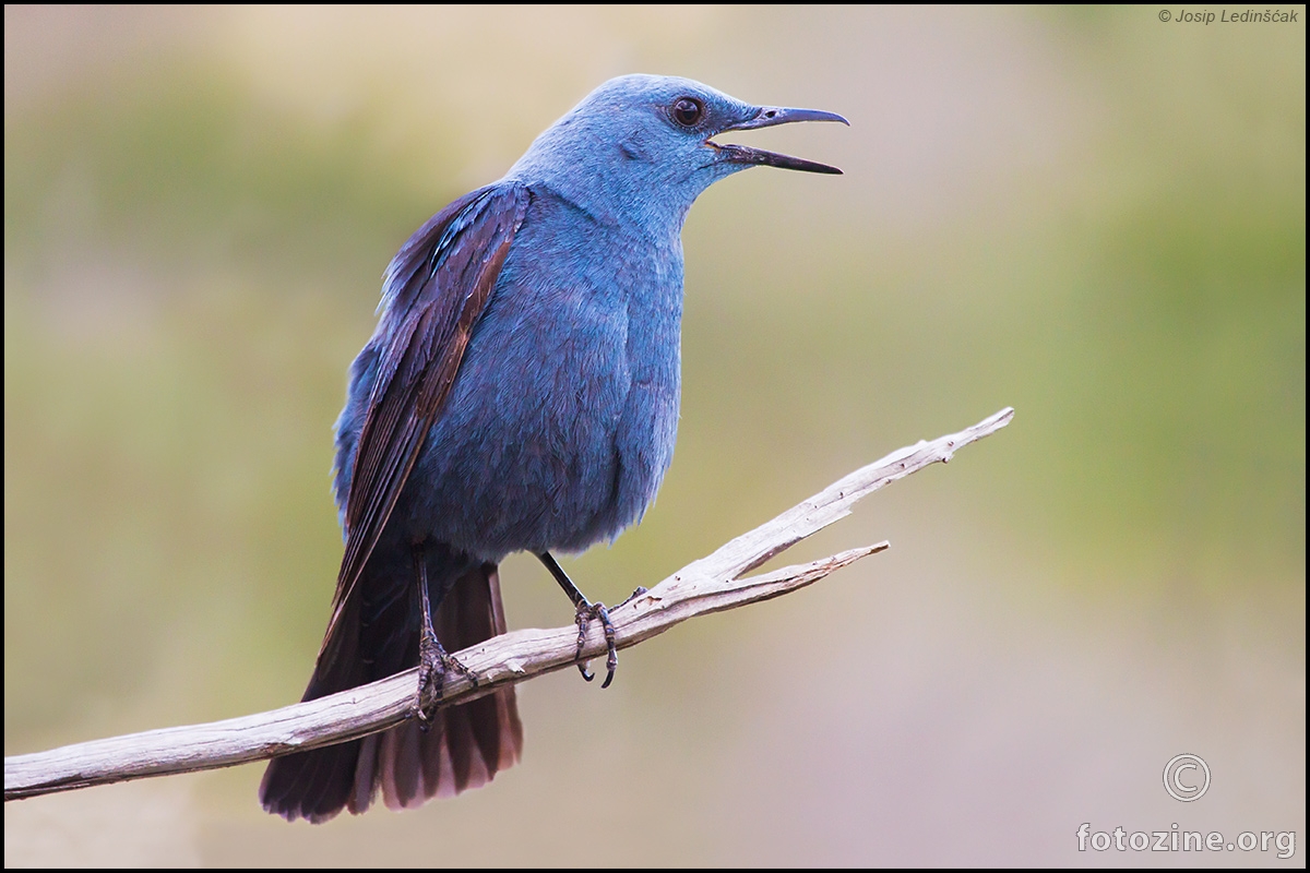 Modrokos (Monticola solitarius) ♂