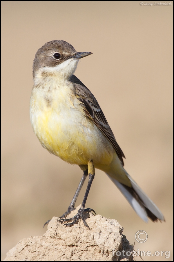 Žuta pastirica (Motacilla flava) ♀
