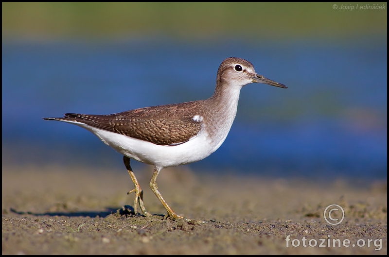 Mala prutka (Actitis hypoleucos)