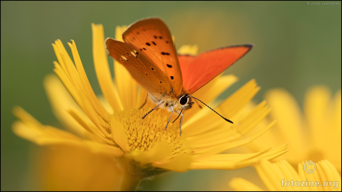 Obični vatreni plavac (Lycaena virgaureae) ♂