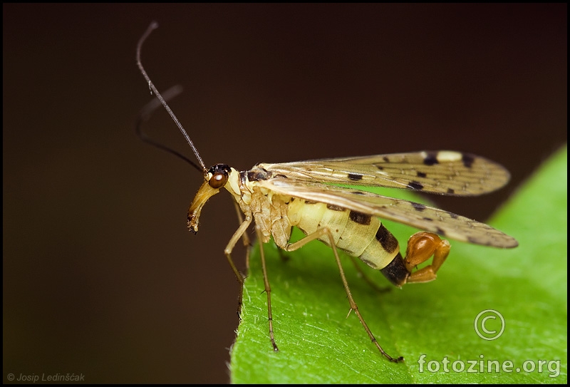 Scorpion fly