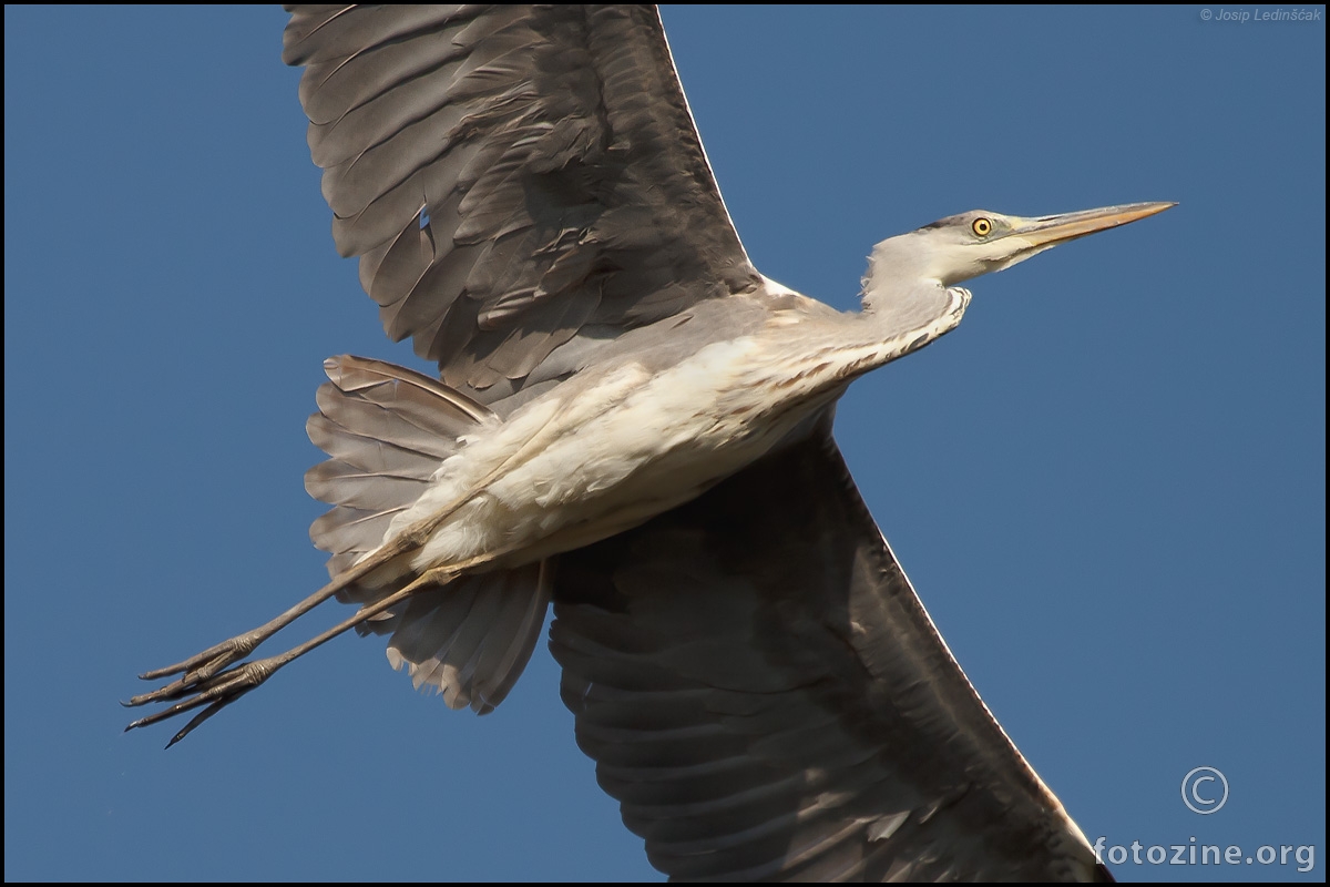 Siva čaplja (Ardea cinerea)