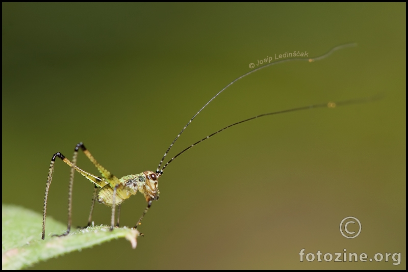 Antenac