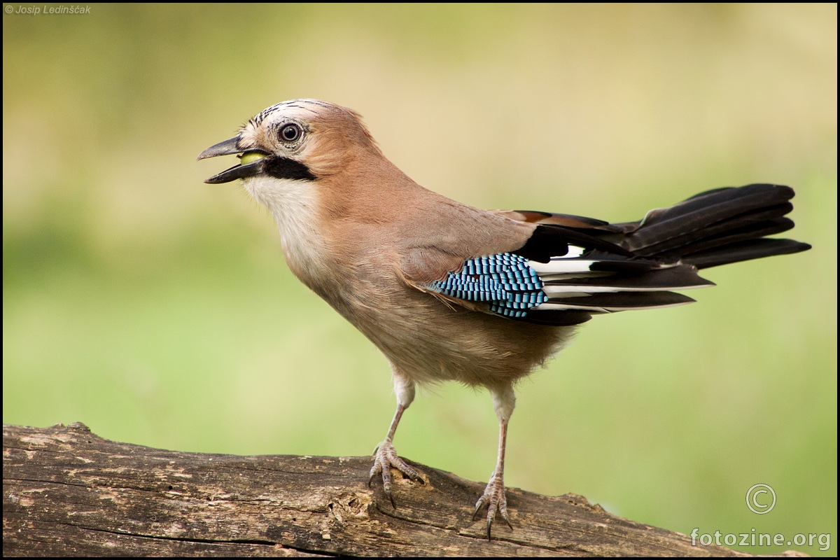 Šojka (Garrulus glandarius)