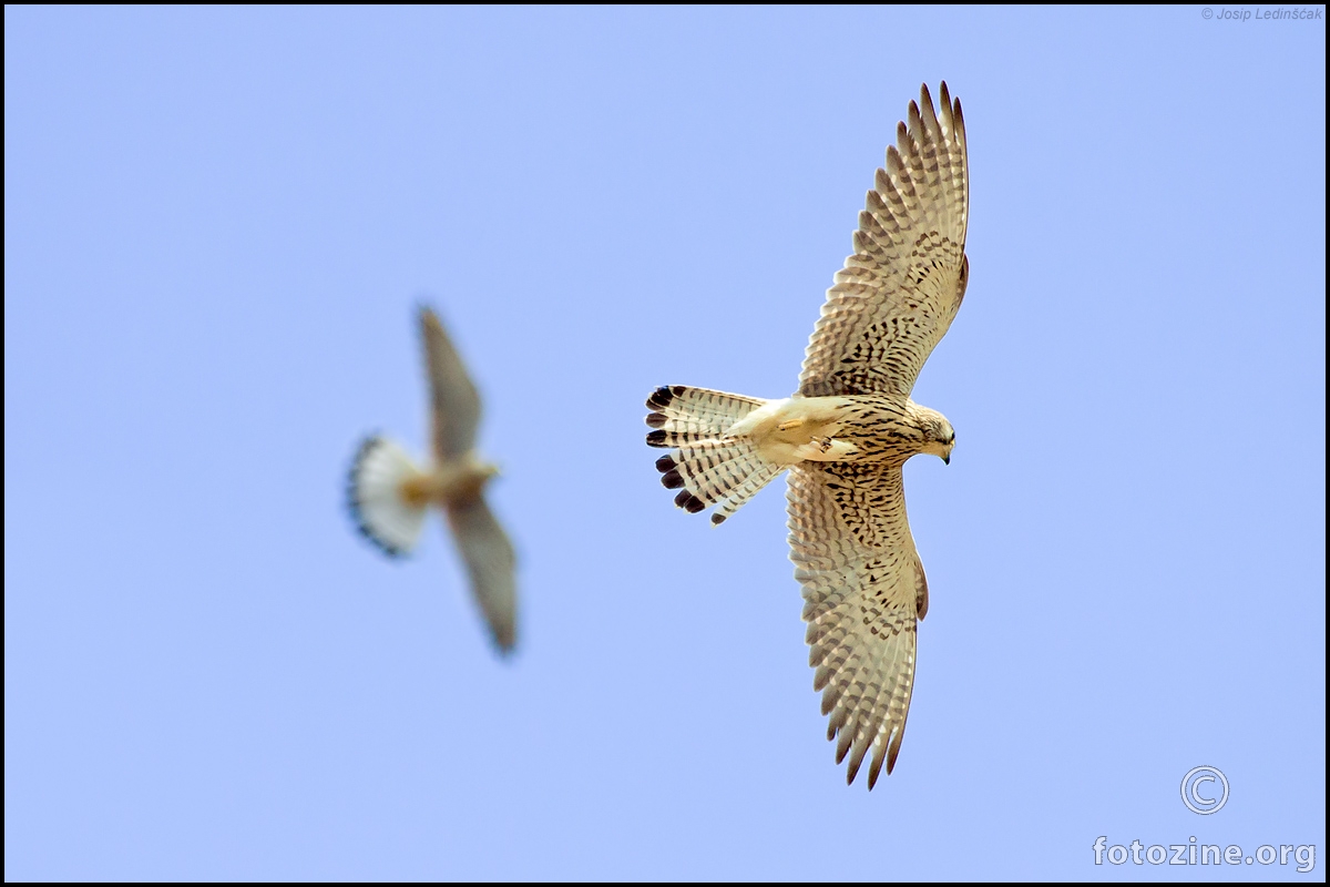 Vjetruša (Falco tinnunculus)