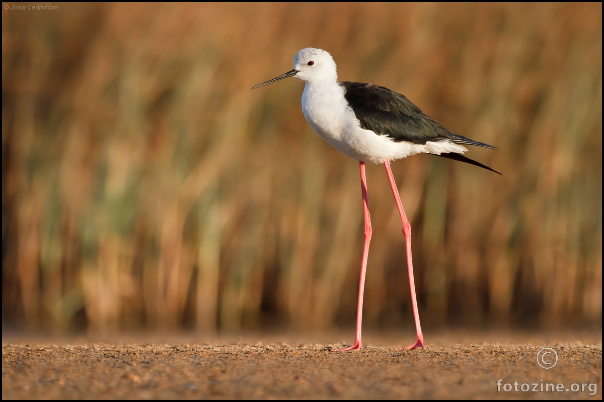 Vlastelica (Himantopus himantopus)