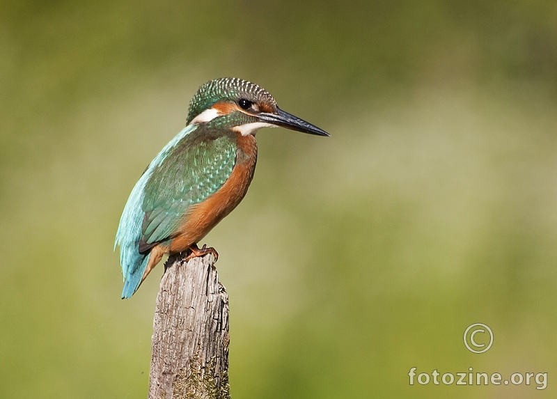 Vodomar (Alcedo atthis)