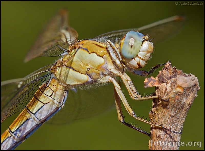 Orthetrum coerulescens (Zapadni vilenjak)