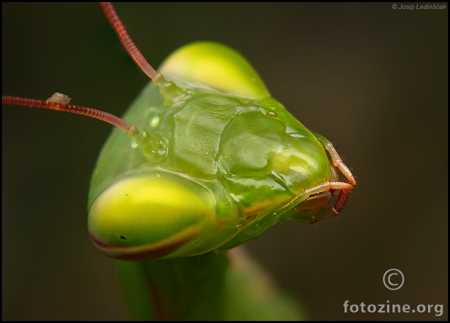 Bogomoljka (Mantis religiosa)