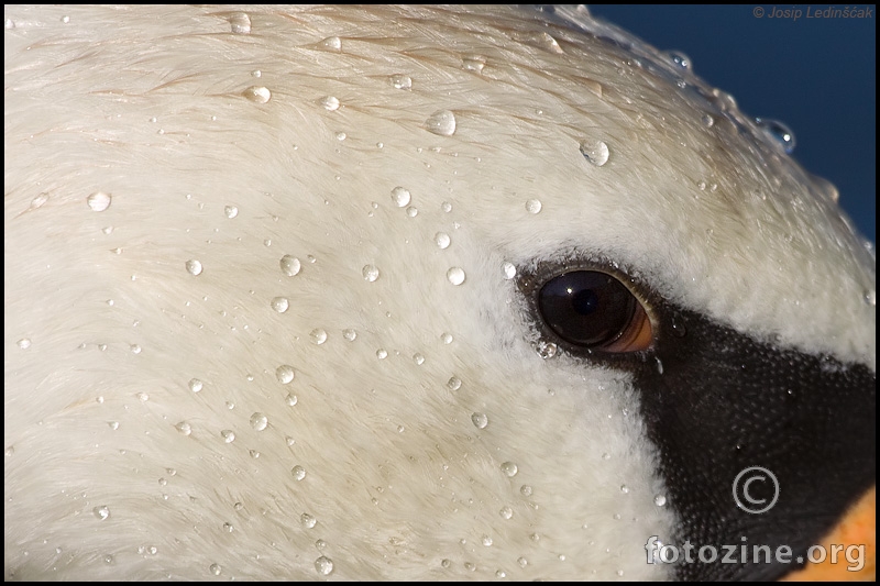Crvenokljuni labud (Cygnus olor)