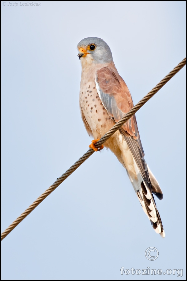 Bjelonokta vjetruša (Falco naumanni) ♂