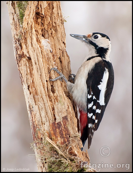 Sirijski djetlić (Dendrocopos syriacus) - ženka