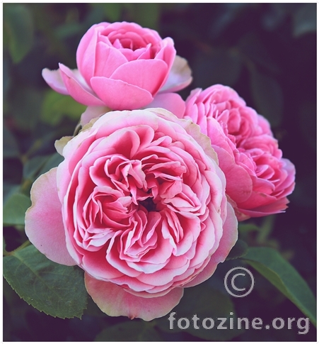 Rose' :)