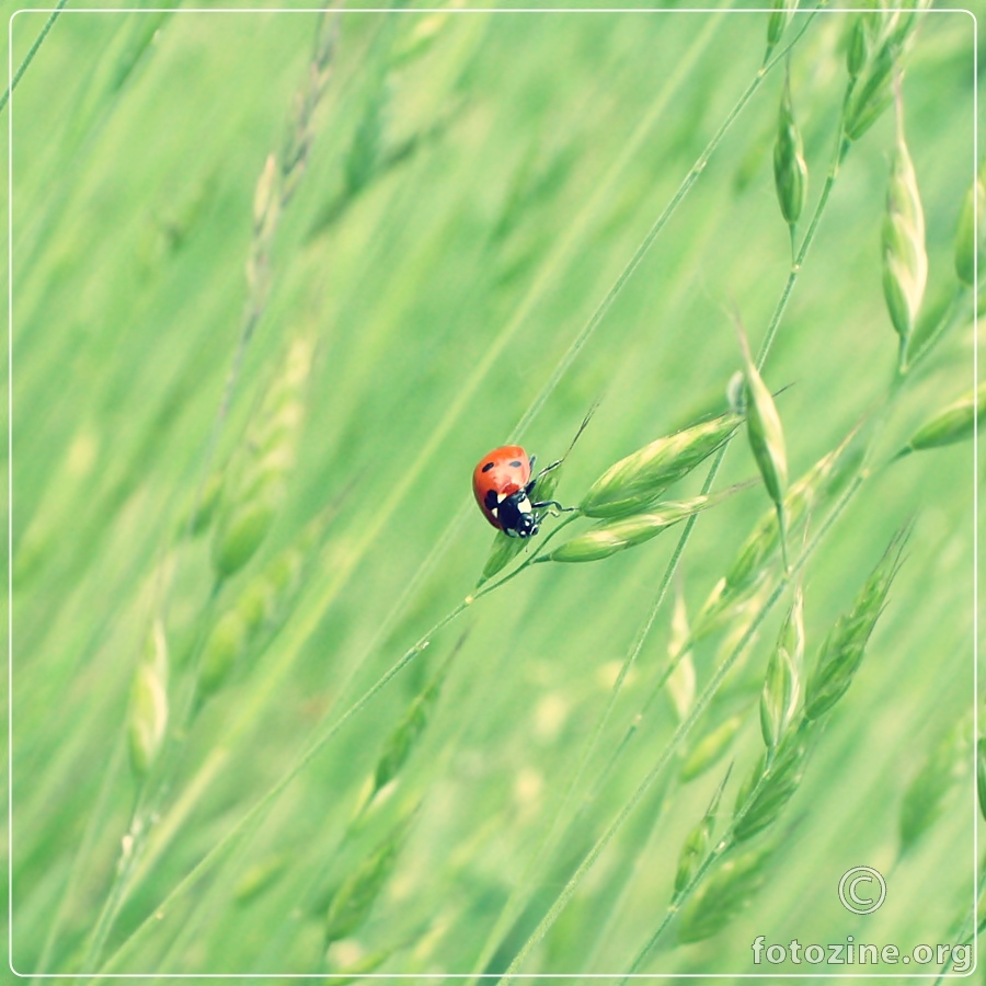 Ladybug 3