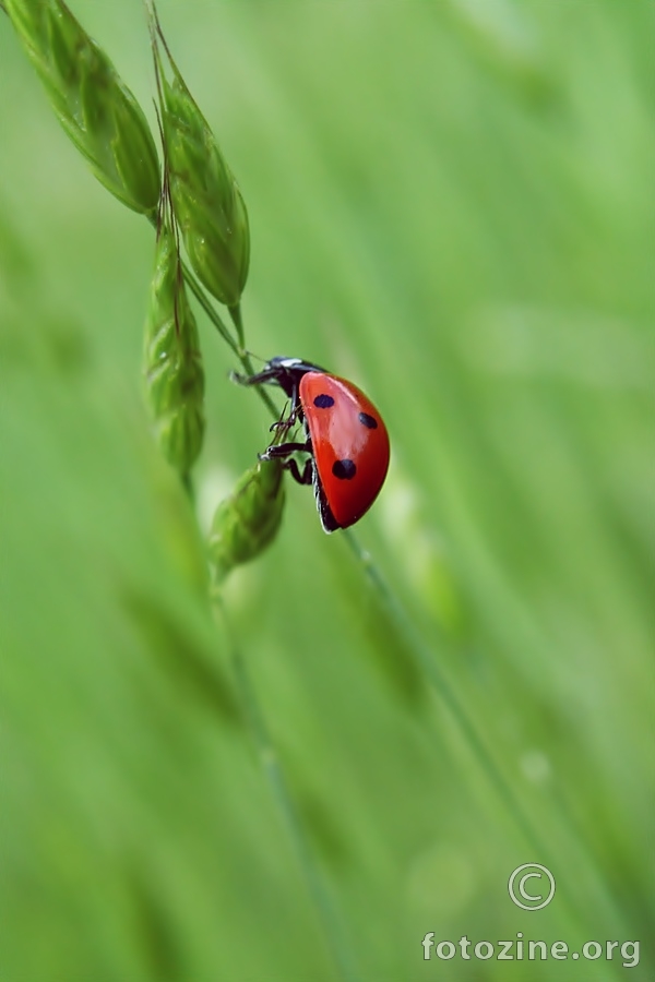 Ladybug 2