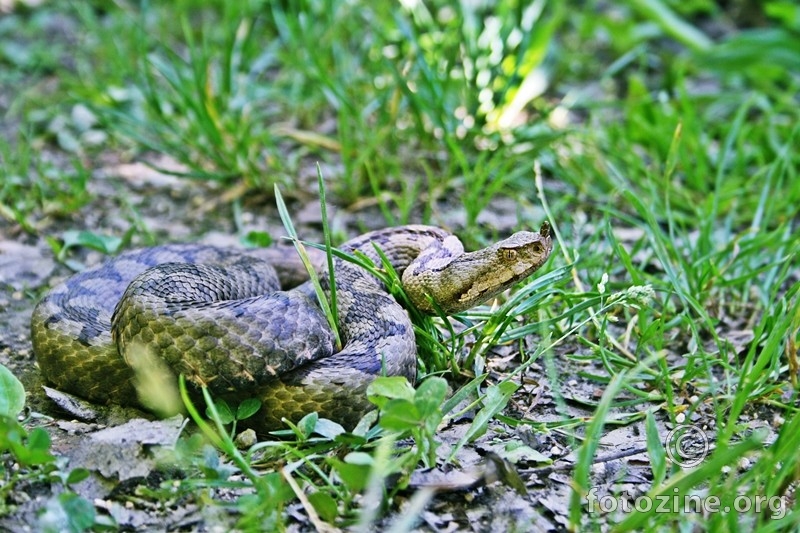 Vipera ammodytes