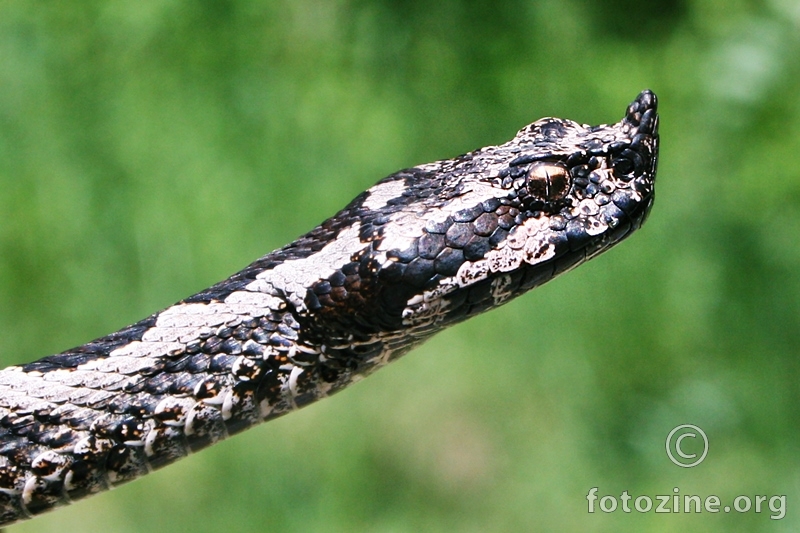 Vipera ammodytes