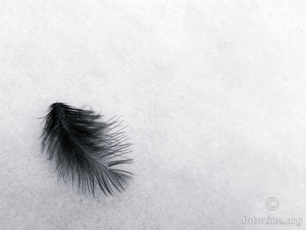 feather in the snow