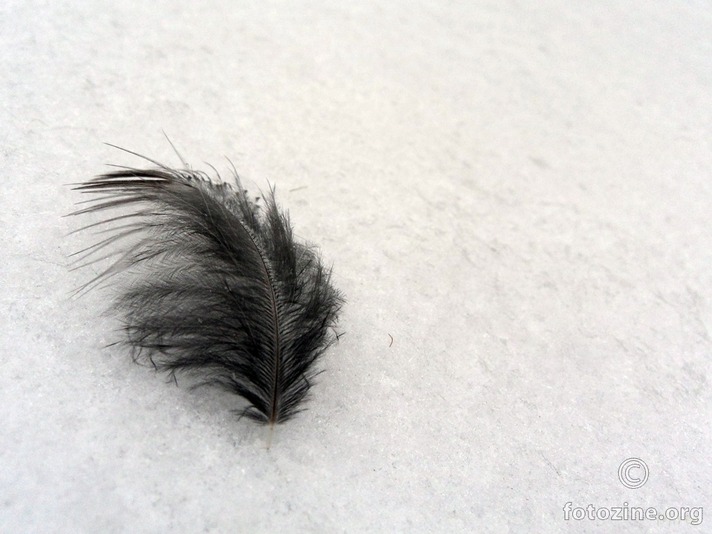 feather in the snow 2