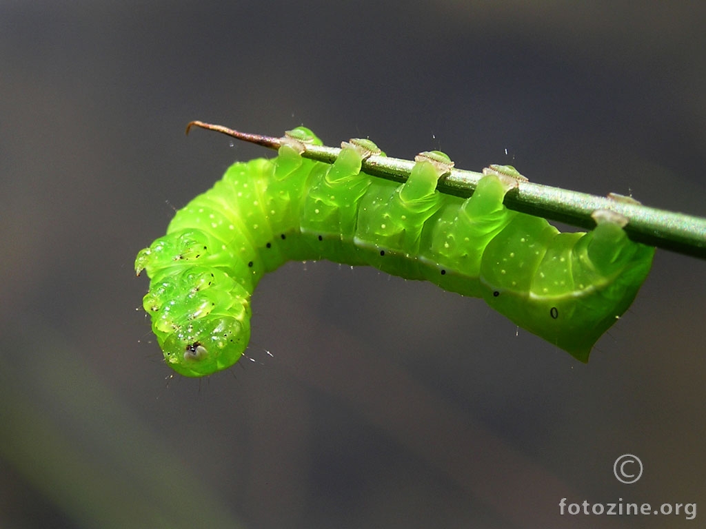 Zelena gusjenica