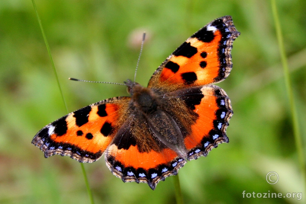 Aglais urticae