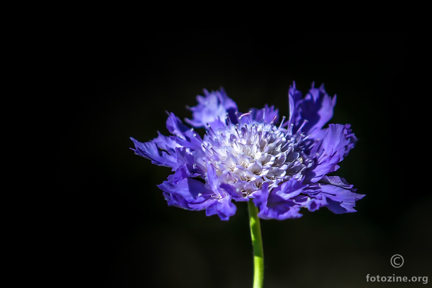 Scabiosa