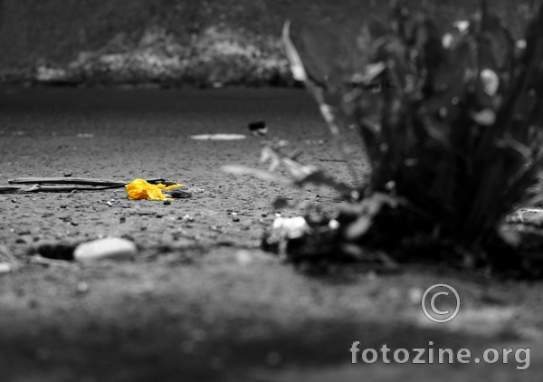 - Last Flower -