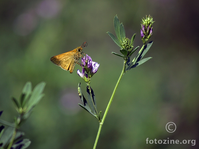 Ochlodes sylvanus