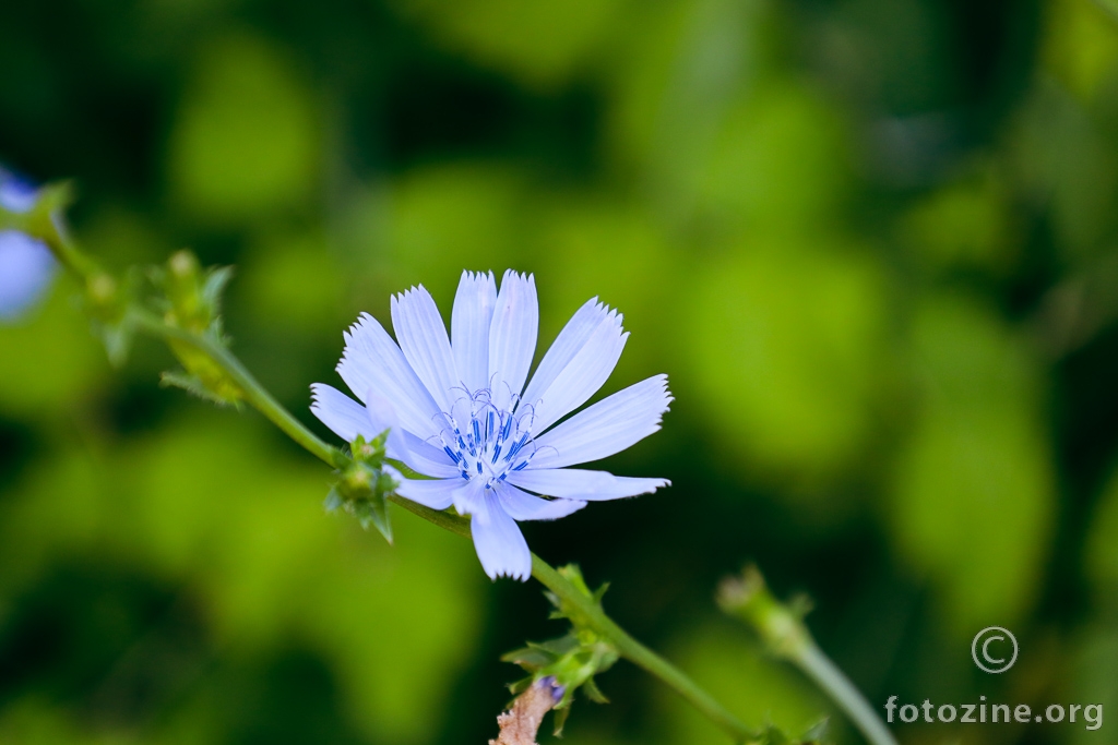 Lactuca tuberosa