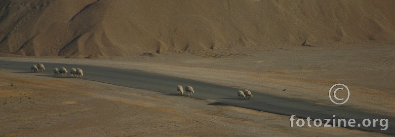 pustinjske ovce