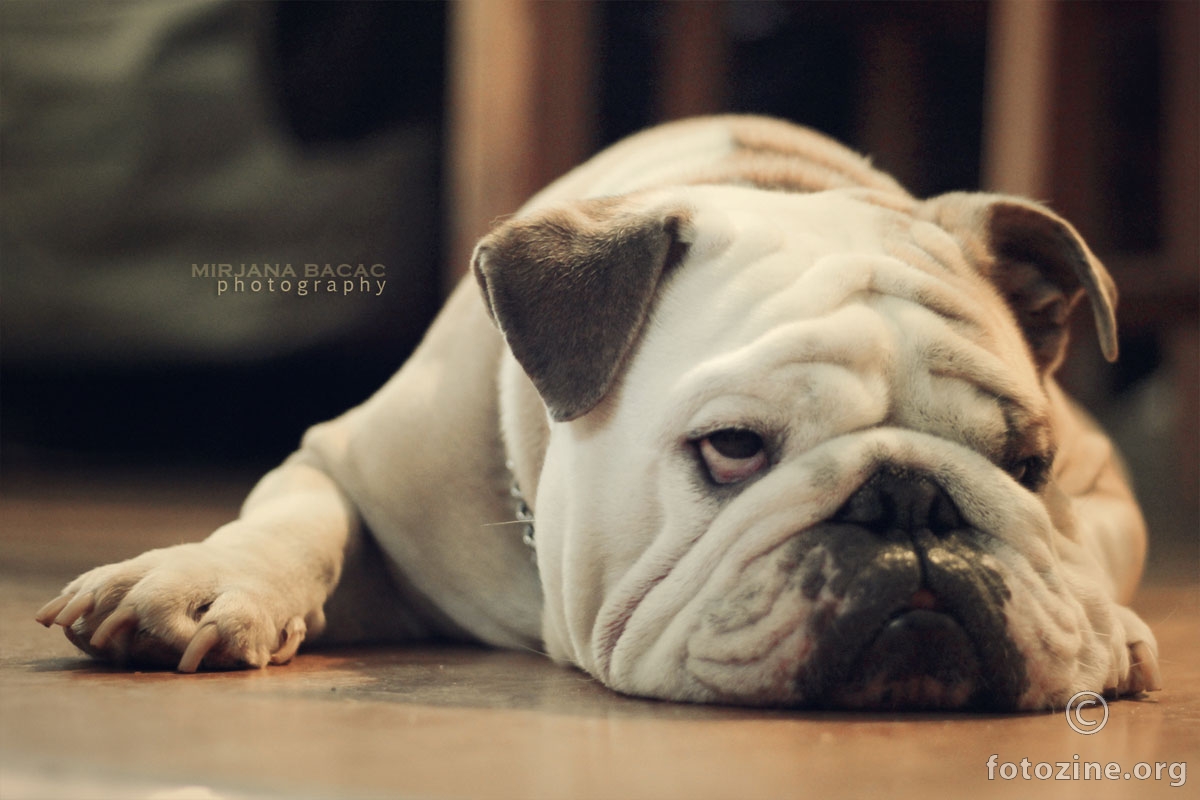 Bulldog