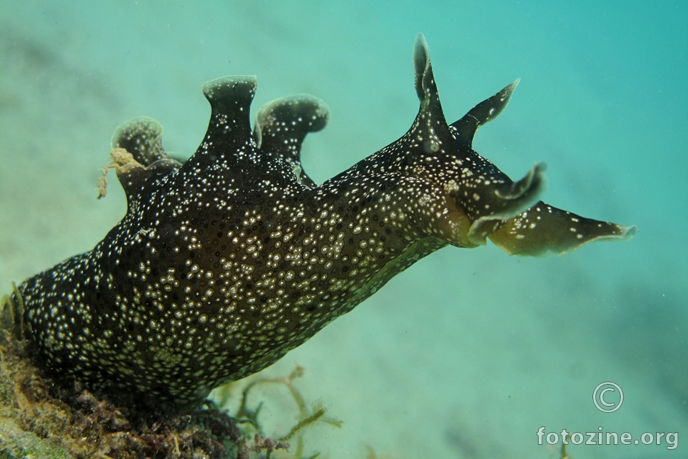 Aplysia punctata