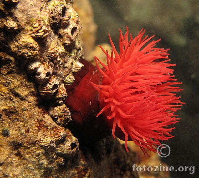 Crvena moruzgva(Actinia equina)Rtina 2m