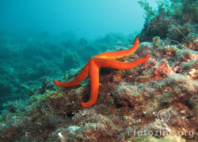 Crvena zvjezdača(Echinaster sepositus)Karlobag 17m