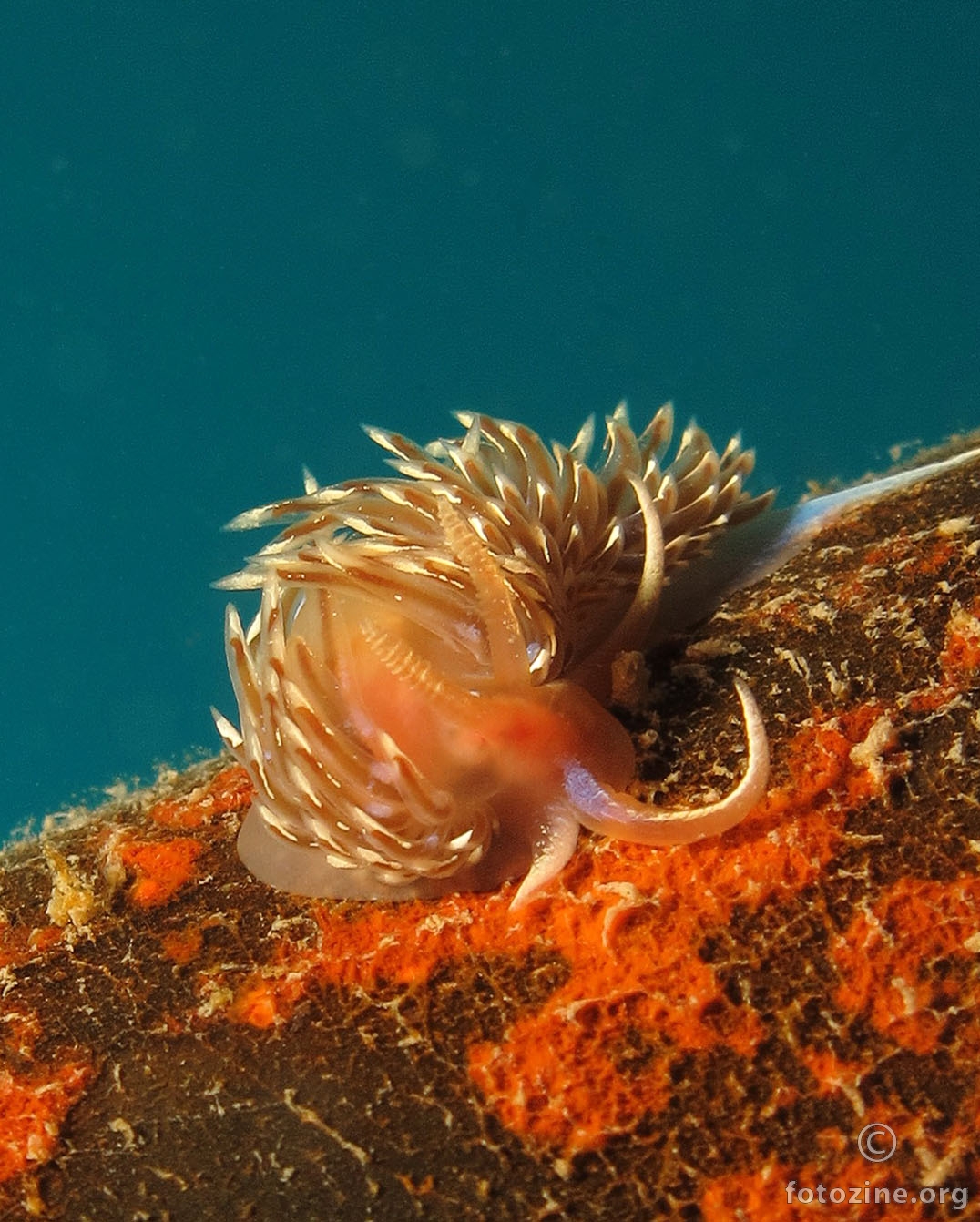 Facelina cfr auriculata