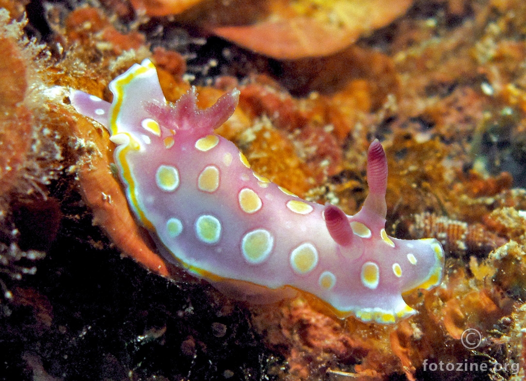Felimida luteorosea