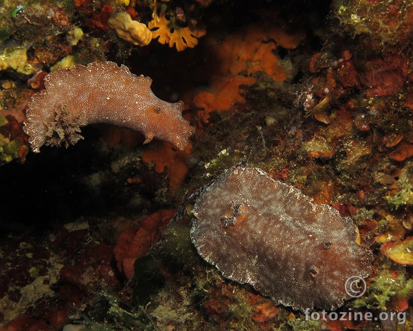 Platydoris argo(dva primjerka)