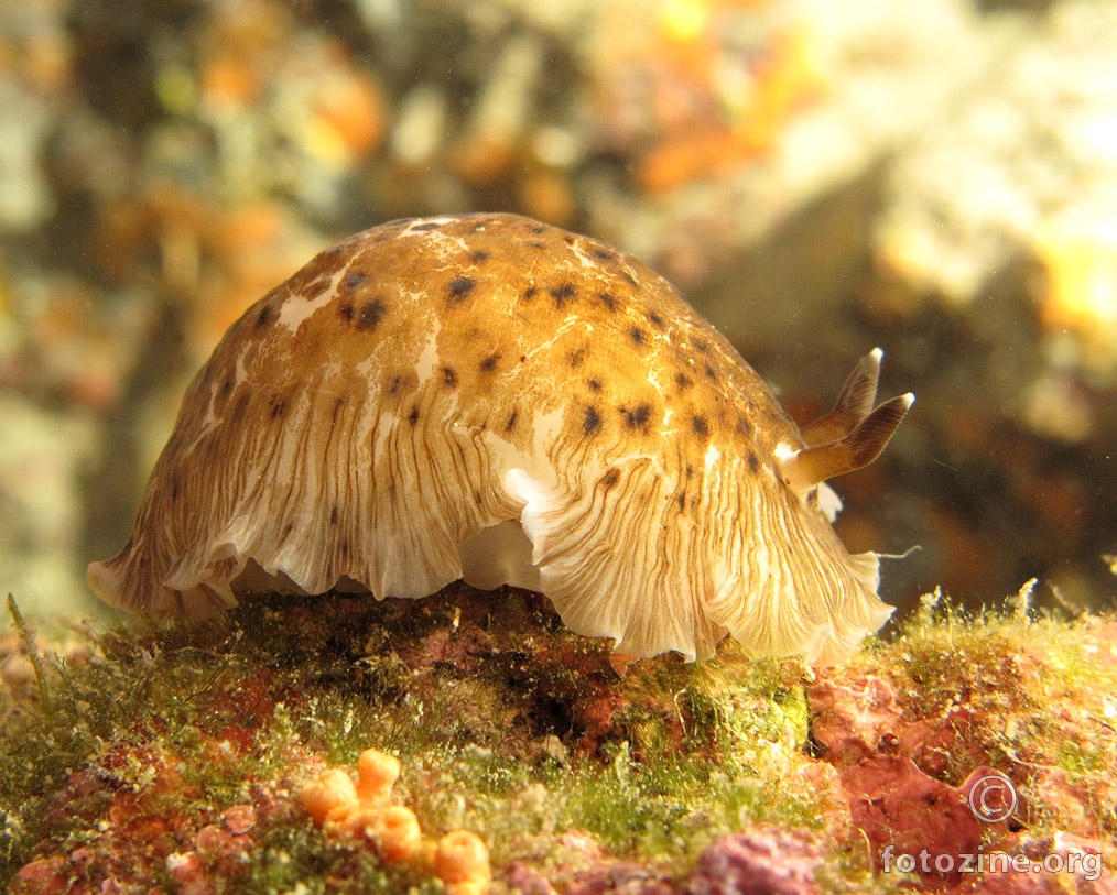 Dendrodoris grandiflora