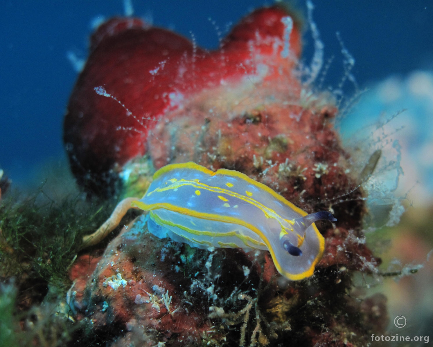 Felimare fontandraui