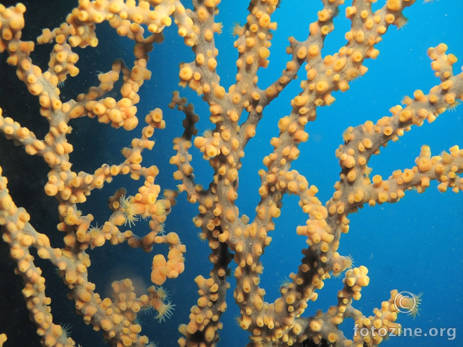 Koralj(lažni,žuti)Savalia savaglia,Mali Garmenjak 52m