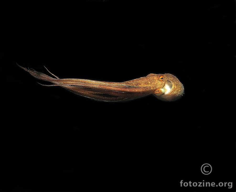 Mrki muzgavac(Eledone moscata)Brbinj 8m