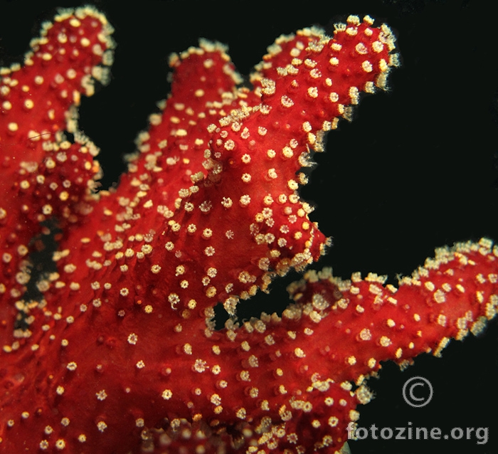 Kožasti koralj(Alcyionium alcaule)Karlobag 28m
